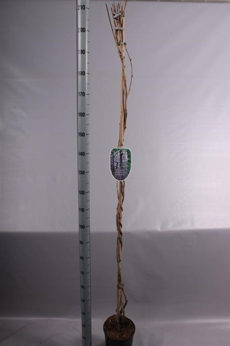 Wisteria flor. 'Lawrence' - C5